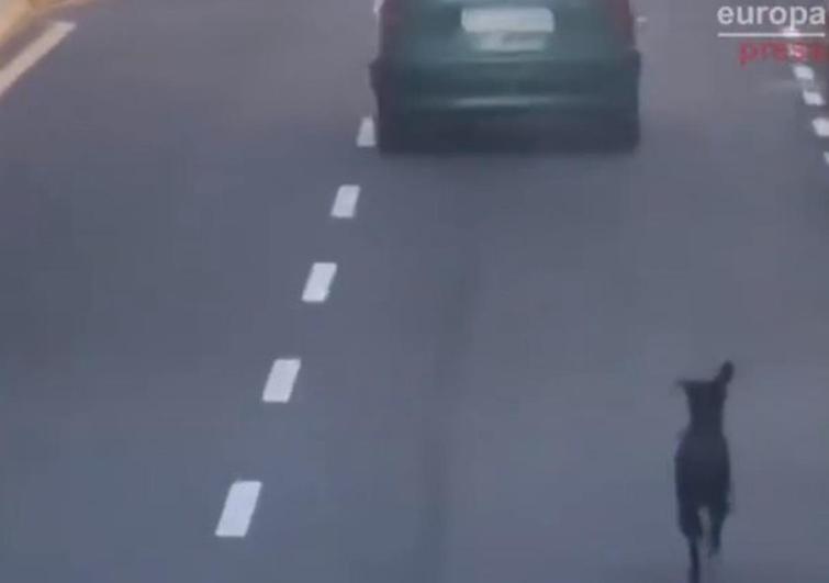 Buscan a la conductora que intentó abandonar a un perro en Tenerife