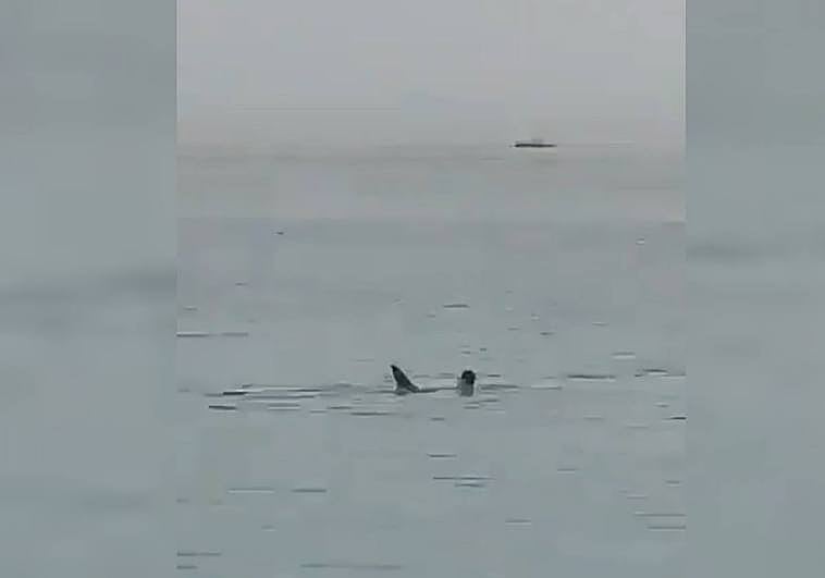 Un tiburón tigre devora a un ciudadano ruso en Egipto