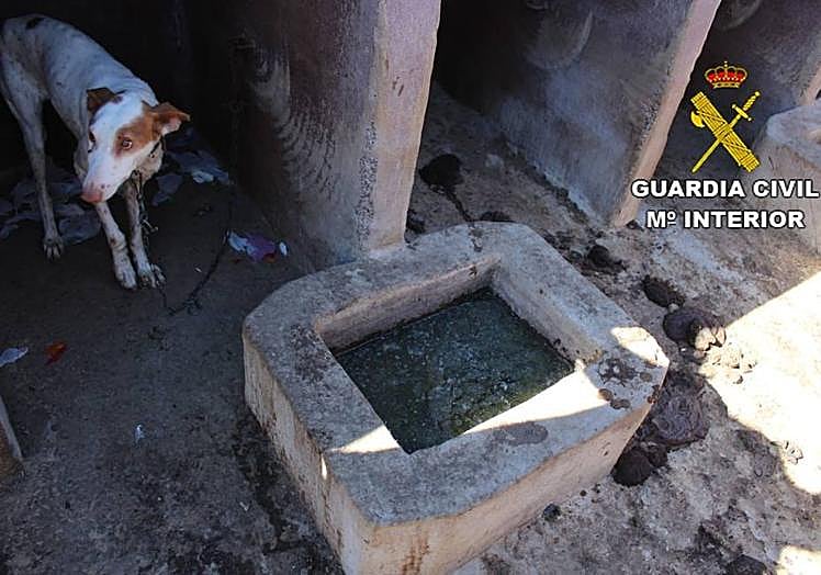 Imagen del agua putrefacta donde bebían los animales.