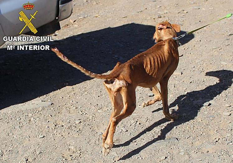 Imagen principal - Imagen de los perros cuando fueron atendidos por el Seprona. 