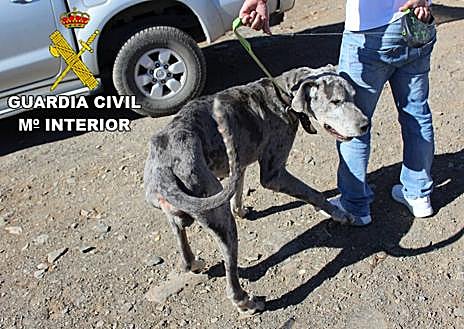 Imagen secundaria 1 - Imagen de los perros cuando fueron atendidos por el Seprona. 