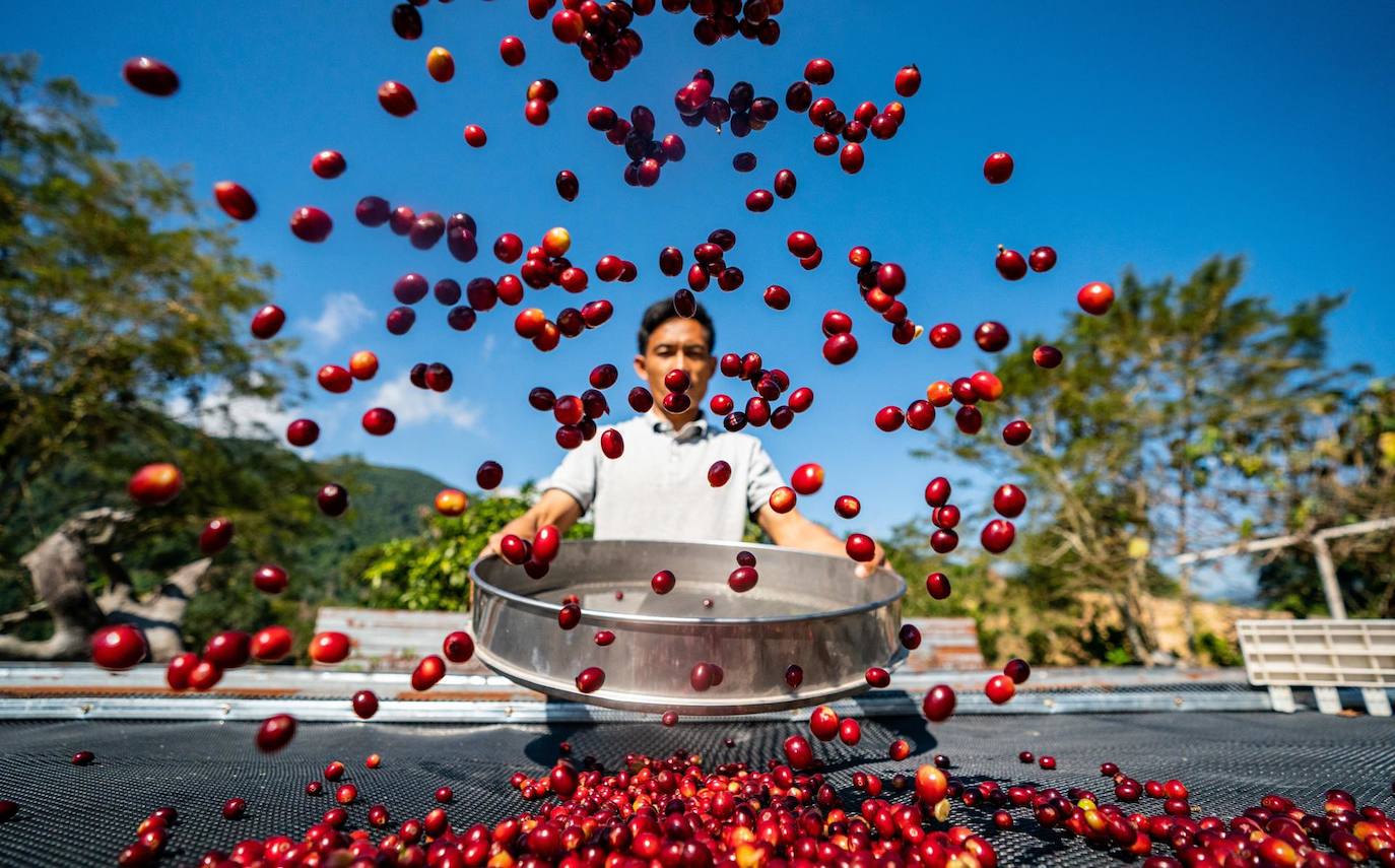 Un caficultor airea cerezas de café en Pu'er, provincia de Yunnan, suroeste de China. A mediados de junio, la ciudad de Pu'er, en la provincia de Yunnan, suroeste de China está inmerso en el cautivador aroma de las flores del café, y este período tiene una importancia inmensa para el crecimiento de los granos de café. 