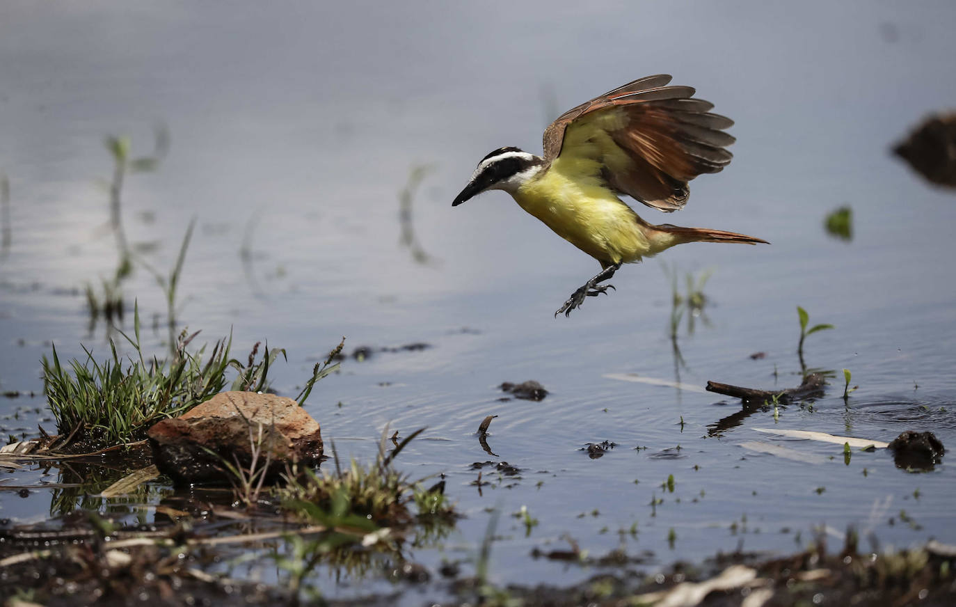 Fotografía de un pájaro conocido como 'pecho amarillo' en el parque La Sabana, en San José (Costa Rica). Con el nombre científico de 'Pitangus sulphuratus', y conocida como 'pecho amarillo', 'gran kiskadee' o 'bichofue', esta ave habita desde el sur de Estados Unidos hasta el sur de Argentina, y se caracteriza por tener un comportamiento territorial al punto de desplazar a otras especies para proteger sus recursos y alimentos, que abarcan todo tipo de invertebrados, ratones, reptiles pequeños, peces, aves y algunos frutos.