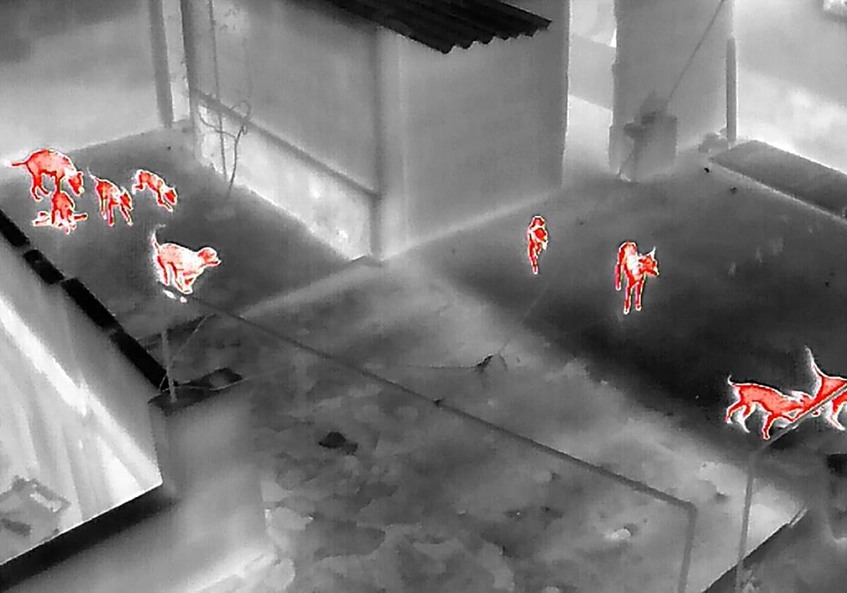 Los perros, en la azotea de la casa, captados por el dron.