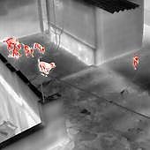 El dueño de los perros rescatados en Telde aclara que no los tenía abandonados