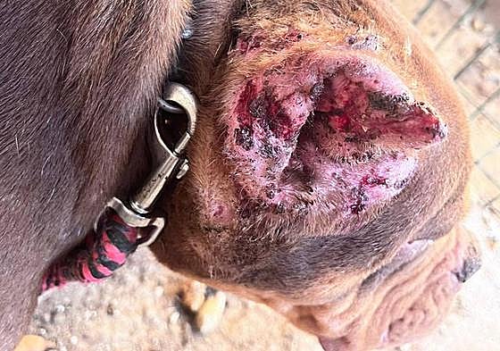 Los casos de maltrato animal siguen apareciendo en este 2023 en Canarias.