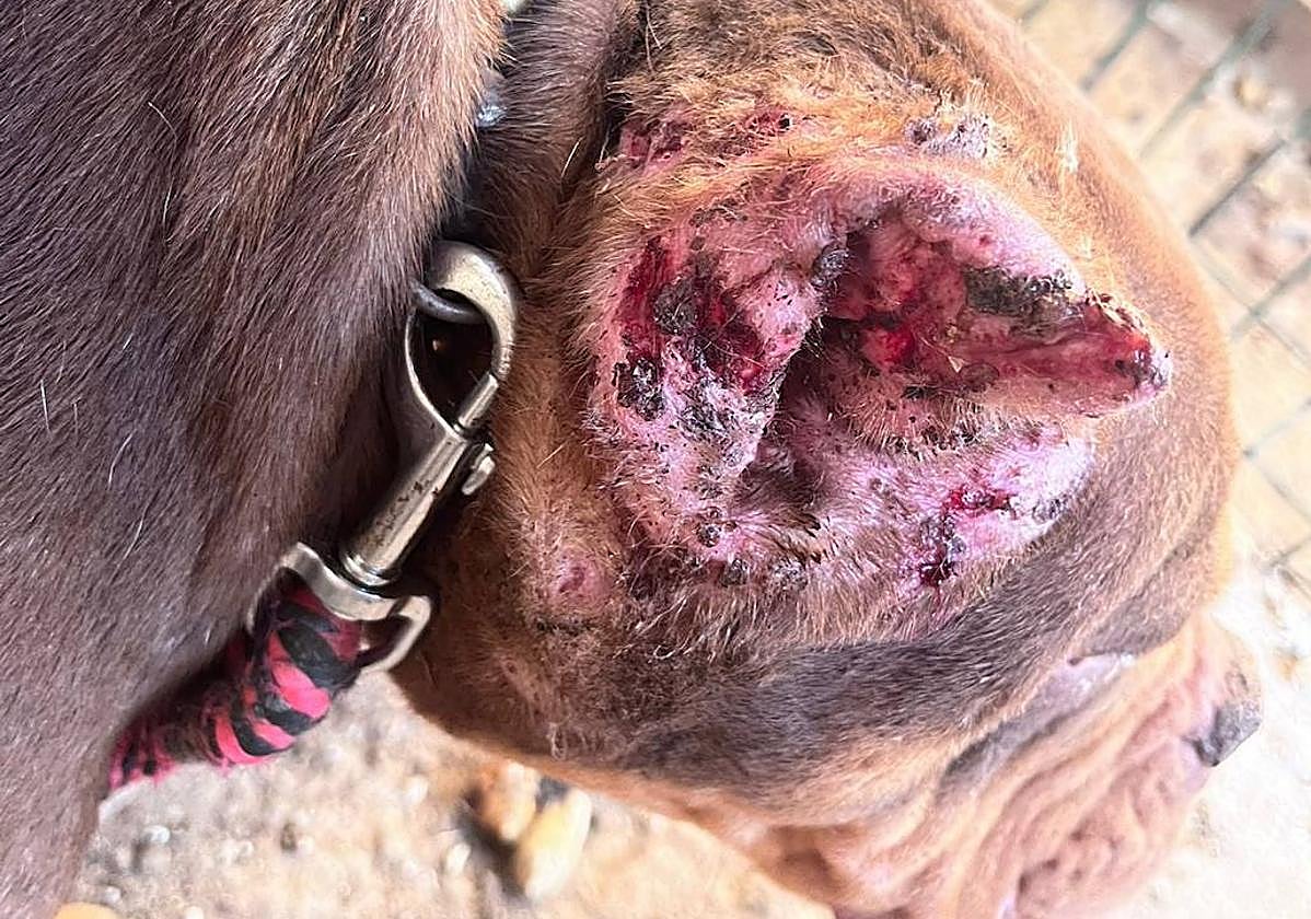 Los casos de maltrato animal siguen apareciendo en este 2023 en Canarias.