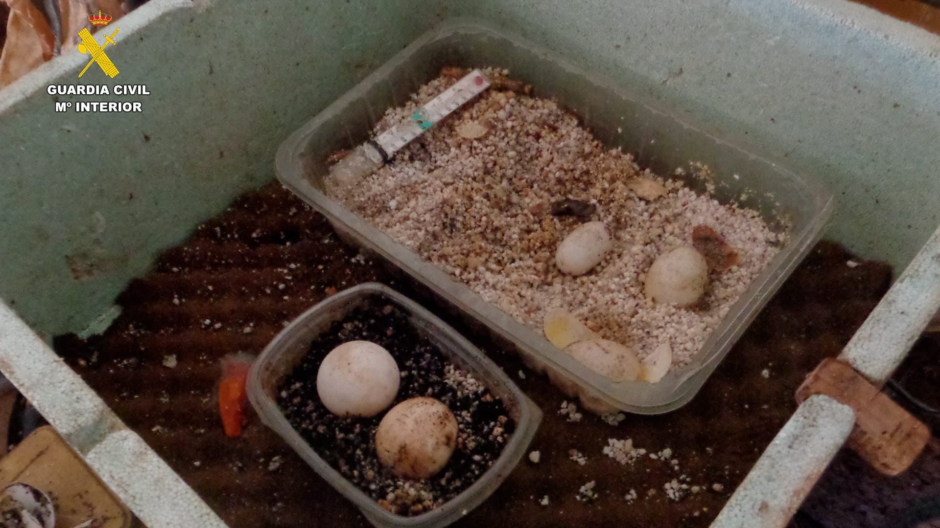 Imagen secundaria 1 - Hallan 46 animales protegidos, algunos muertos, en Tenerife