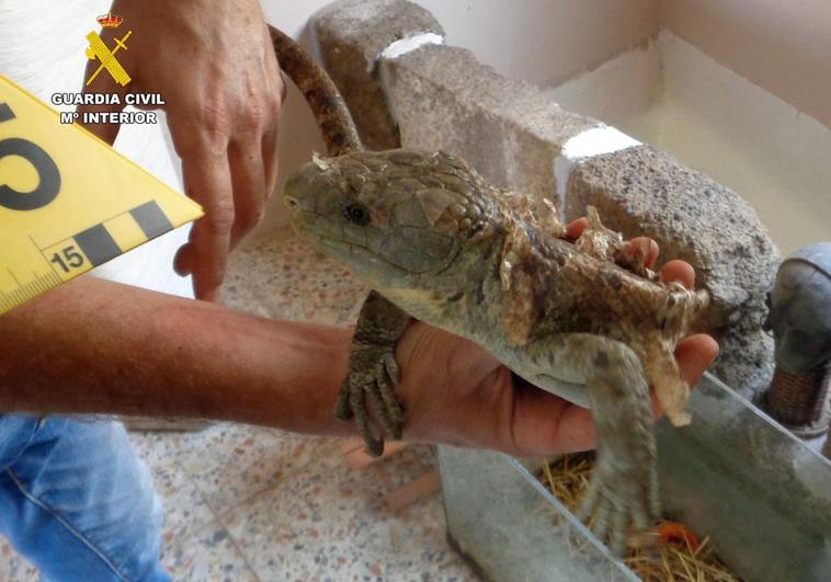 Hallan 46 animales protegidos, algunos muertos, en Tenerife
