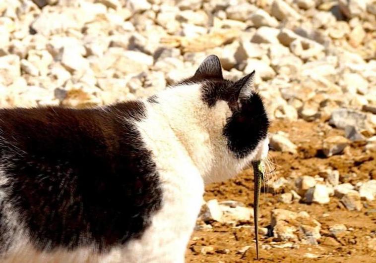 Canarias autoriza hasta septiembre la caza de perros y gatos asilvestrados