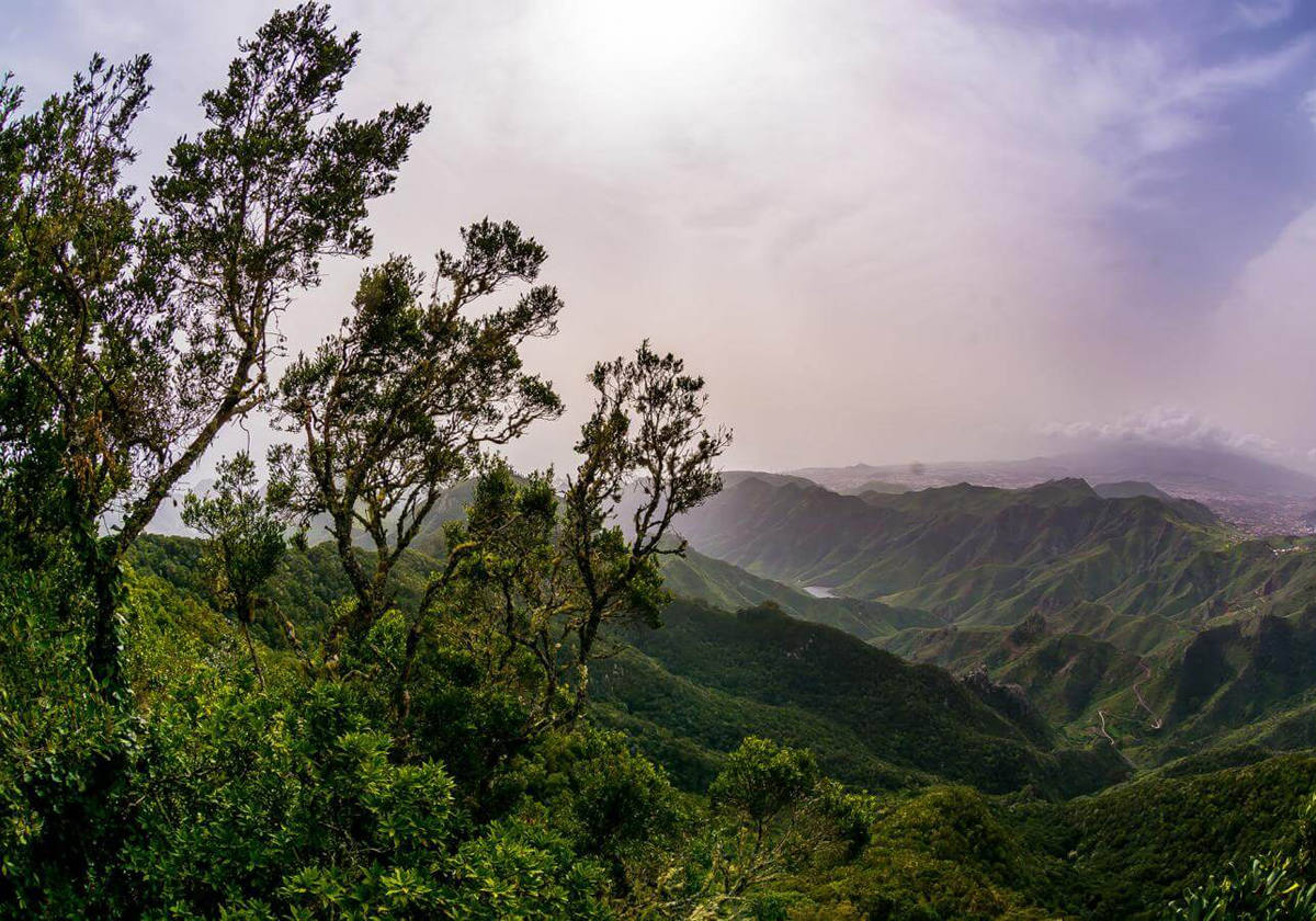 Sendero por los montes de Anaga.- Este mirador situado en el techo del verde macizo de Anaga, en el norte de la isla de Tenerife, es una oportunidad excelente para poner a prueba la cámara. Especialmente si puede sacar fotos de 360 grados. Mirando al este y en días despejados se abarca todo el macizo hasta la ciudad de Santa Cruz. Hacia el oeste, la propia isla de Tenerife se eleva majestuosa desde el mar con la montaña Teide en su alto. Entre medio y con buena visibilidad, surgen del mar Gran Canaria y La Palma.