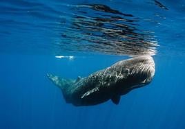 Los gliders grabarán los ruidos de los cetáceos.