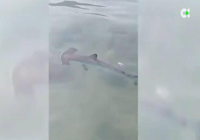 Cría de tiburón martillo en Patalavaca.