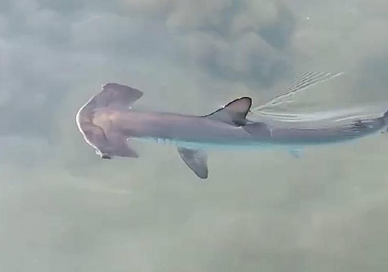Captura del vídeo en el que se aprecia el ejemplar de tiburón martillo.