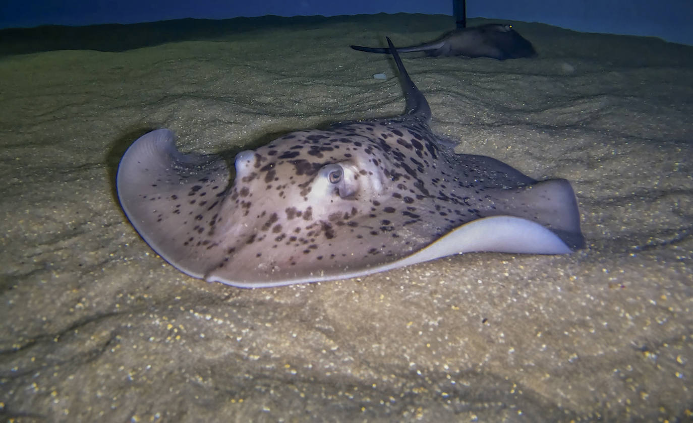 Nacen 4 crías de chucho negro, la raya más grande de nuestras costas, en el acuario Poema del Mar