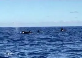 Imágenes del grupo de orcas visto a tres millas de El Hierro.