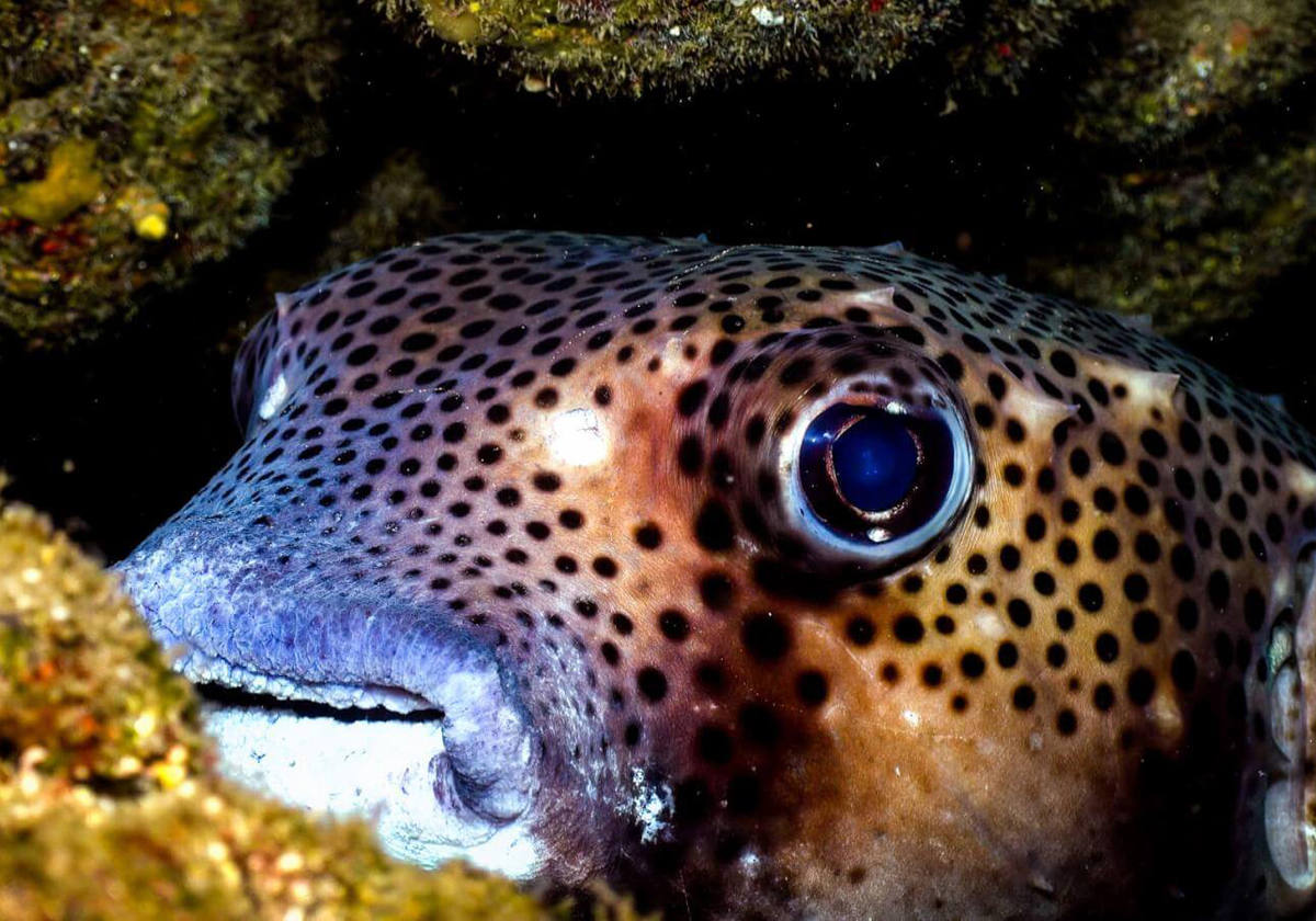 Hábitat de especies únicas.- Con un fondo de lava combinado con acantilados y veriles, en esta zona es posible bucear entre multitud de especies como roncadores, corales negros, tamboriles espinosos, bogas, chuchos o viejas. Además, esporádicamente, también podremos encontrar a la manta maroma.