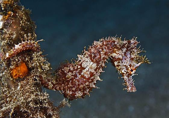 Caballito de mar de hocico corto.