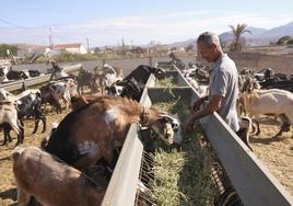 El Cabildo aprueba ayudas al sector primario por más de ocho millones