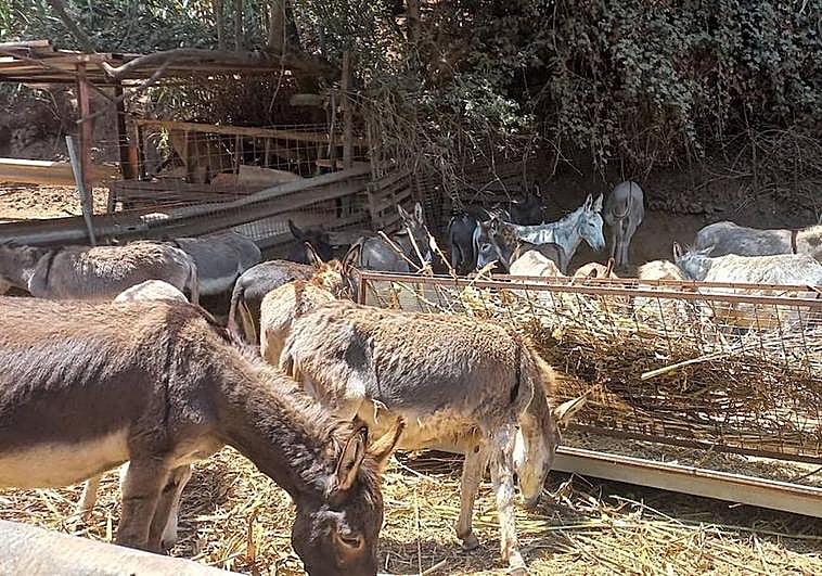 Algunos de los burros majoreros de La Culata en la finca de Valsquillo a la que fueron trasladados.