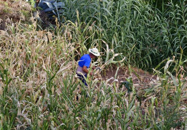 Un agricultora cortando cañas en un terreno de las cumbres este lunes.