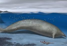 Reconstrucción del Perucetus colossus en su hábitat costero.