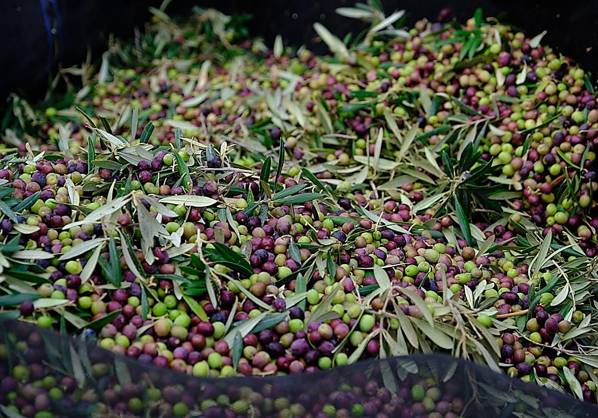 Las primeras cosechas son las de las arbequinas, hojiblancas y picuales.