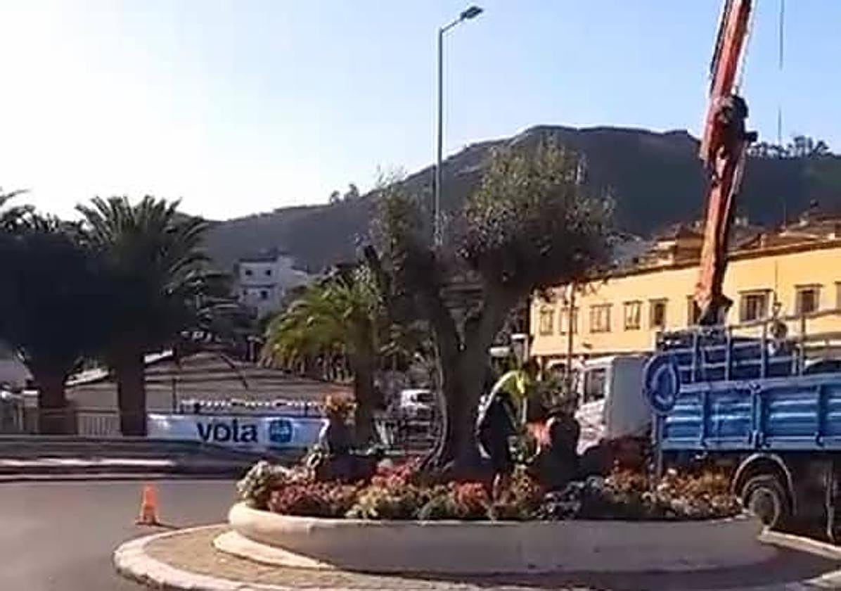 Imagen del momento en el que la empresa del vivero procedía a llevarse el olivo y las macetas de flores.