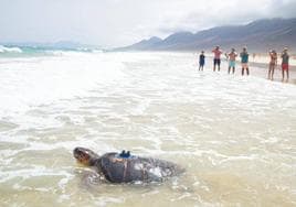 'Chofe' se adentra en el mar de Cofete, la playa donde nació hace quince años.