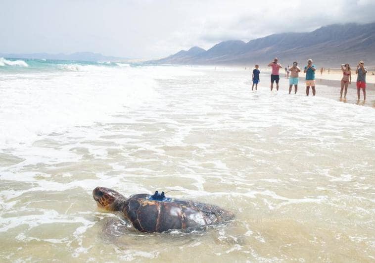 'Chofe', la tortuga nacida en Cofete, vigilará el mar