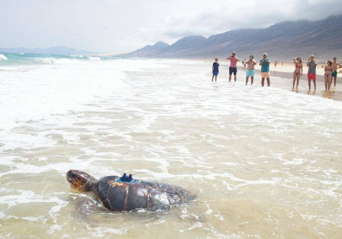 &#039;Chofe&#039;, la tortuga nacida en Cofete, vigilará el mar