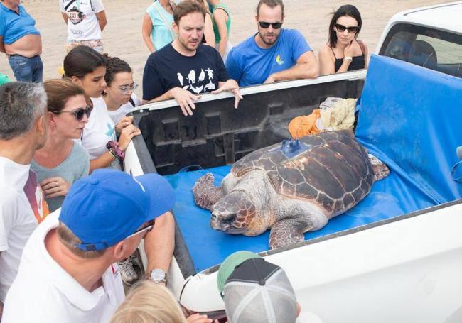 La tortuga boba, de quince años, pesa más de 90 kilos y fue traslada en coche desde la guardería de quelonios de Morro Jable hasta Cofete.