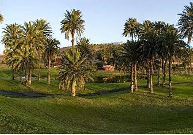 Vista del palmeral existente en la parcela de El Cortijo donde se levantará Dreamland.