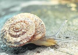 Ejemplar de Monilearia arguineguinensis o Caracol chato de Arguineguín.
