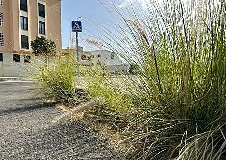 Imagen secundaria 1 - Tamaraceite y Almatriche Bajo demandan más limpieza.