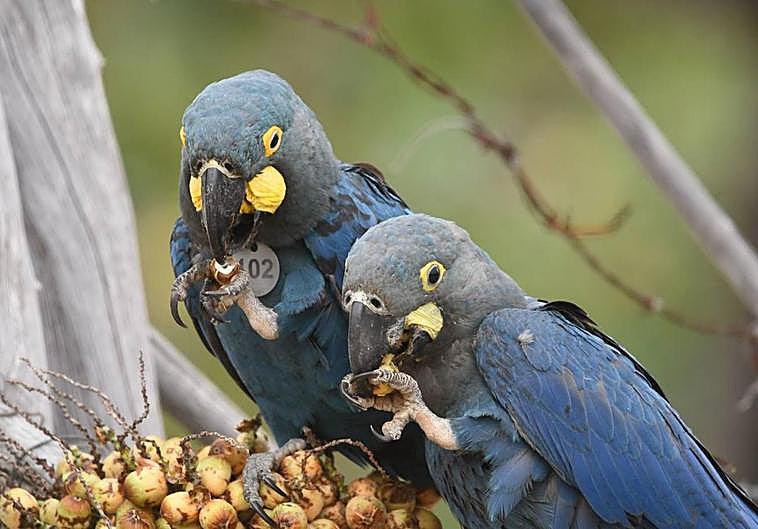 Loro Parque Fundación consolida la reintroducción en la naturaleza del casi extinto guacamayo de Lear