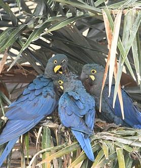 Imagen secundaria 2 - Loro Parque Fundación consolida la reintroducción en la naturaleza del casi extinto guacamayo de Lear