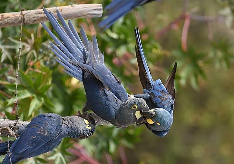 Imagen principal - Loro Parque Fundación consolida la reintroducción en la naturaleza del casi extinto guacamayo de Lear