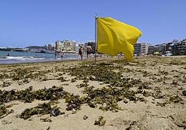 Imagen de microalgas esta semana en la playa de Las Canteras.