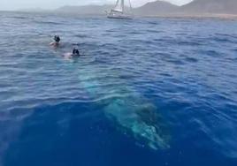Imagen del espectacular rescate de una ballena atrapada en aguas de Fuerteventura.