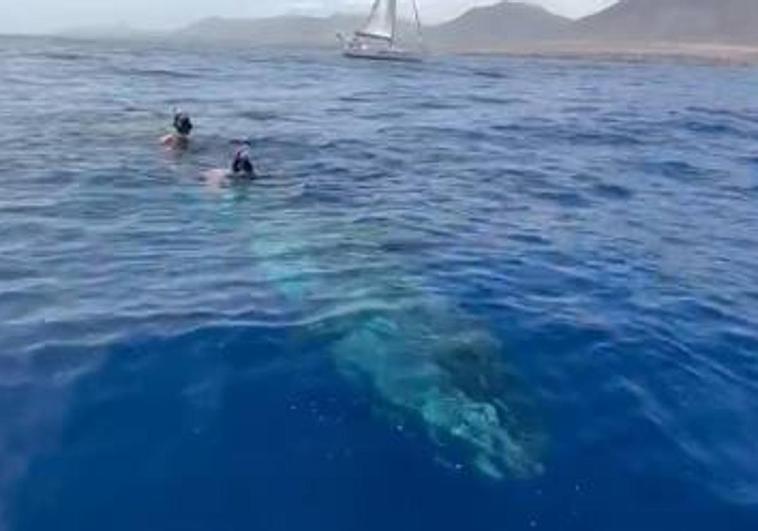 Salvan la vida a una ballena en apuros en Fuerteventura