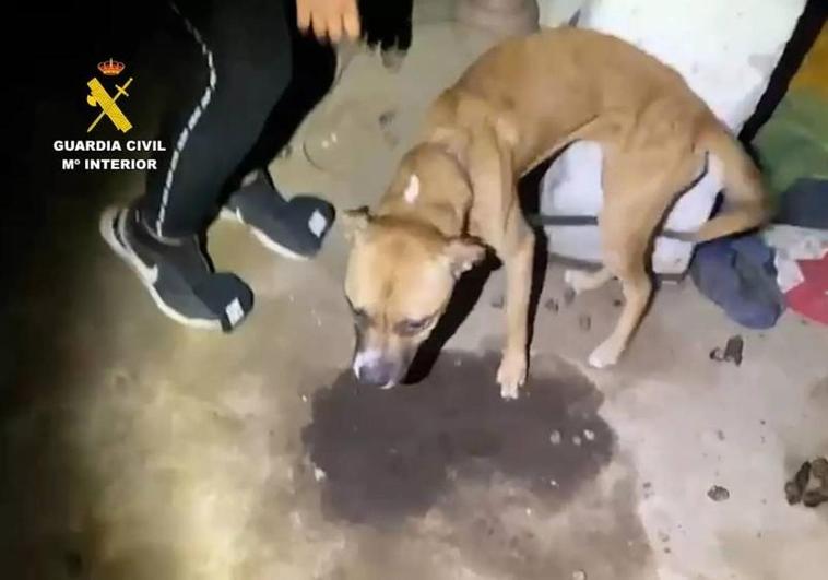 Investigada por tener dos perros muertos y uno en mal estado en Pozo Izquierdo