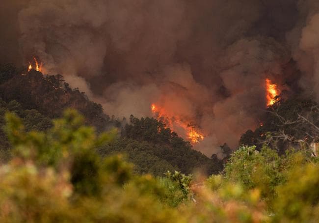 Impactante imagen del incendio de Arafo, en la isla de Tenerife.