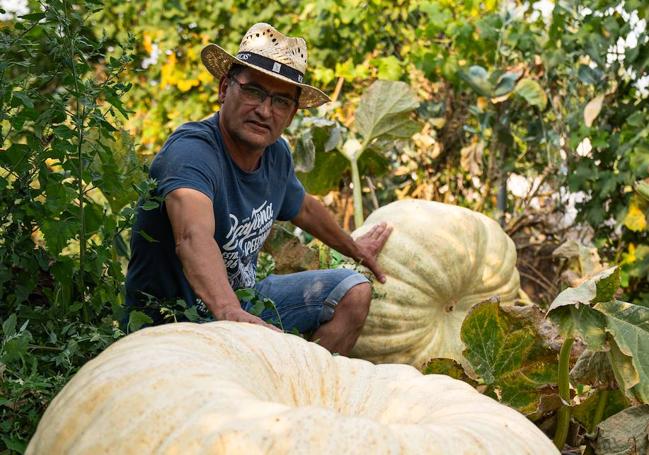 Las calabazas más grandes son donadas a los comedores del municipio.