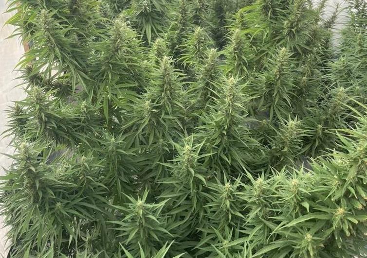 Detenido por cultivar marihuana en una finca de Lomo Bristol