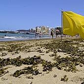 Vuelven las microalgas a Las Canteras