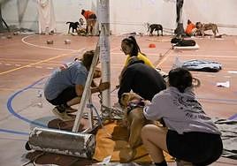 Personas atendiendo a los primeros animales que llegaron a los albergues en Tenerife.