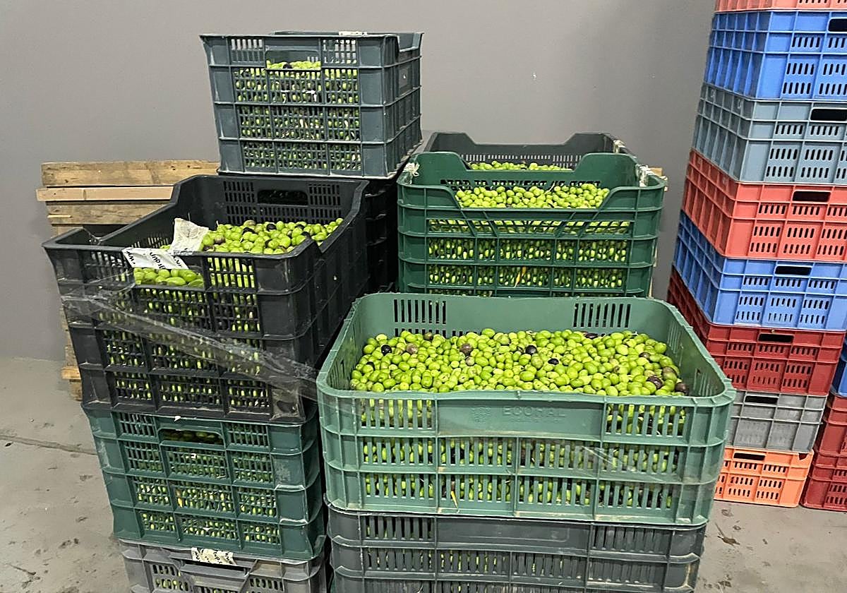 Aceituna en la almazara del Cabildo.