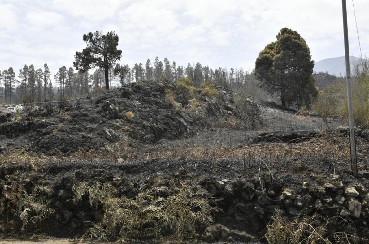 Las secuelas del fuego en Tenerife