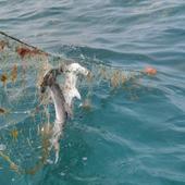 Encuentran dos crías de tiburón martillo muertas cerca de Las Canteras